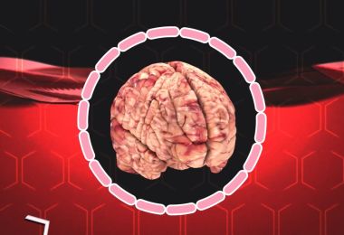 THE HUMAN BRAIN 101 visual data 4